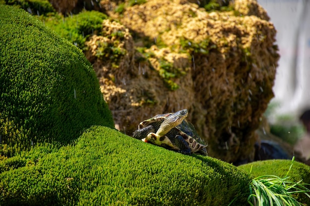 カメは水しぶきを背景に緑の草の上にあります。