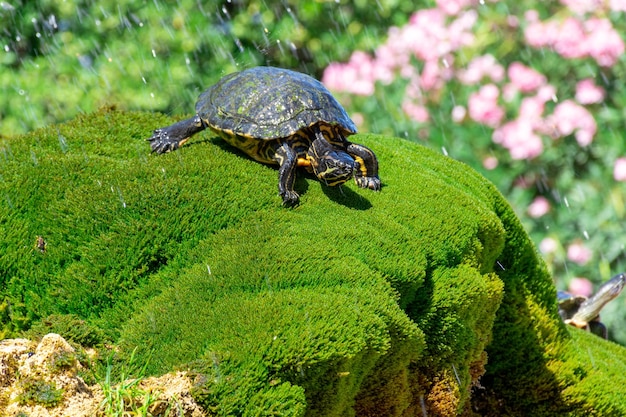 The turtle lies on the green grass against the background of flying splashes of water