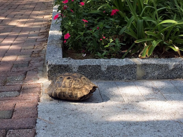 A turtle lies on the tile pavement near a flower bed