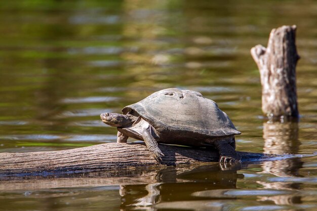 Turtle on log amidst lake