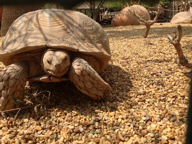 写真 動物園で石を持ったフィールドのカメ