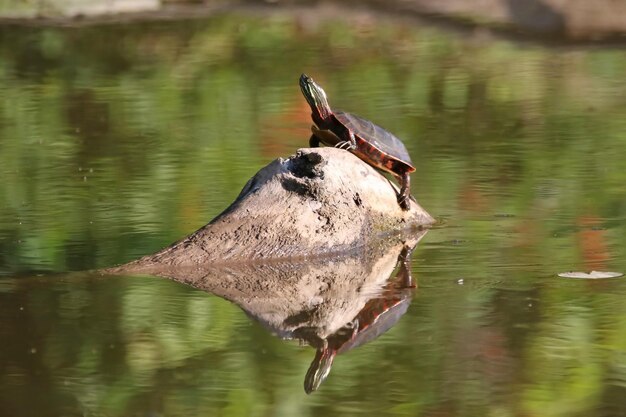 写真 湖の岩の上にあるカメ