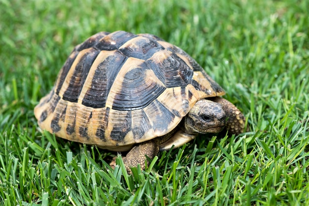 Turtle op het gras