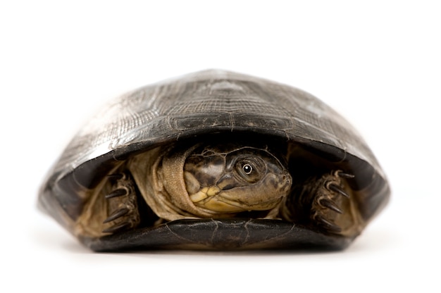 Turtle - pÃÂ©lusios subniger isolated