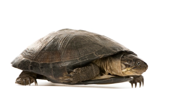 Turtle - pÃÂ©lusios subniger isolated