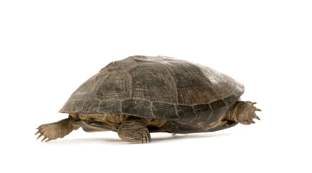 Turtle - pÃÂ©lusios subniger isolated