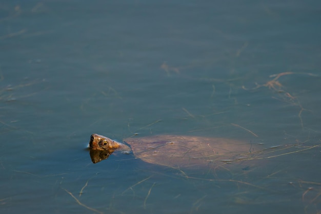 Turtle poking its head out of a lagoon