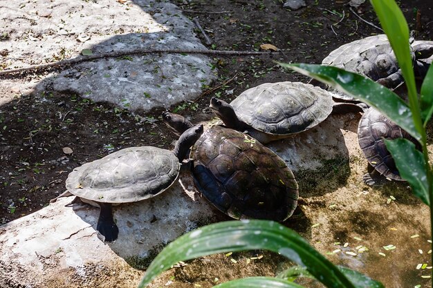 池のカメ