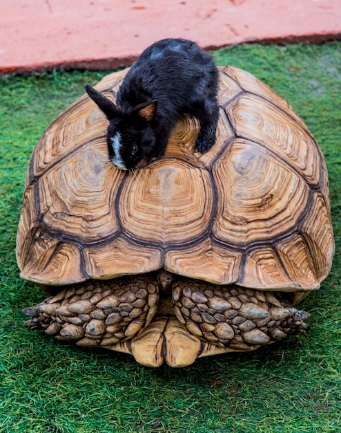 Foto tartaruga e coniglio, rettili animali in giardino