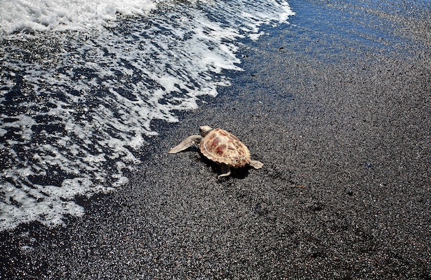 turtle returning to the sea