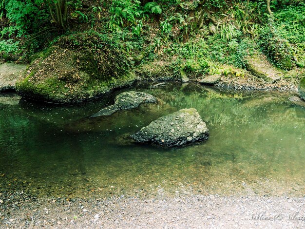 Photo turtle on rock by water