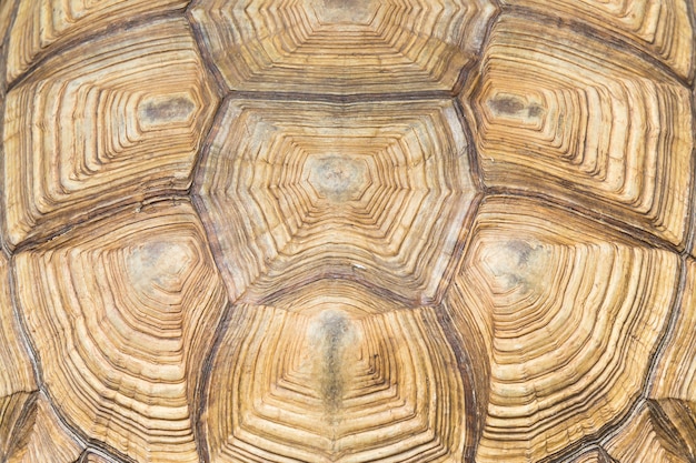 turtle's back background texture