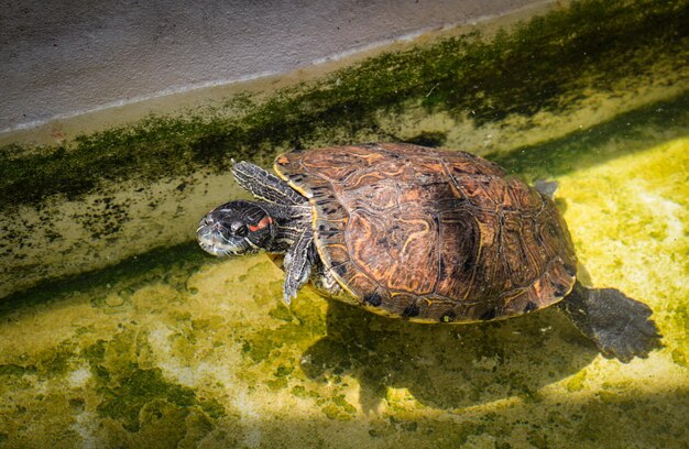 Photo turtle in a sea