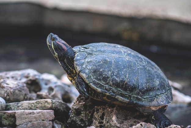 turtle sits on a rock in the lake