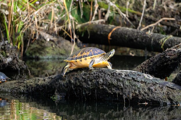 Tartaruga seduta su un ramo vicino all'acqua