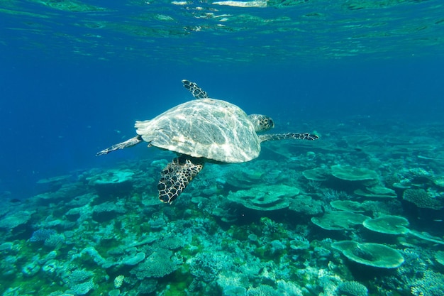 Una tartaruga seduta sui coralli sotto la superficie dell'acqua