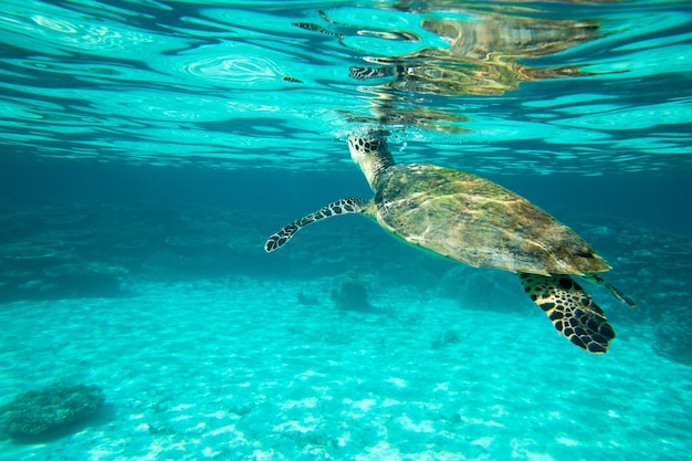 A turtle sitting at corals under water surface