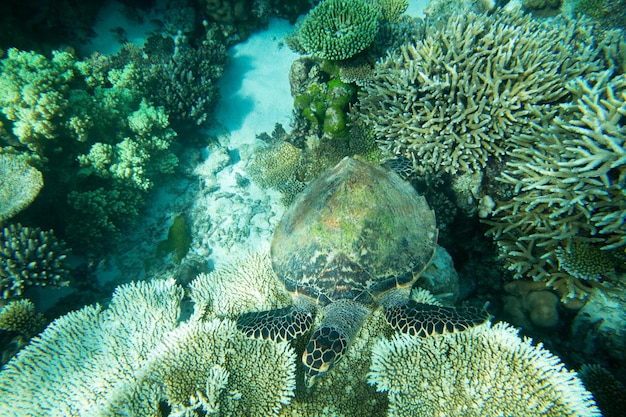 A turtle sitting at corals under water surface