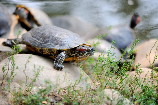 Turtle sitting on a rock by the lake