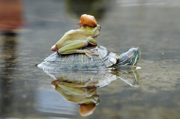 turtle snail with frog in a puddle