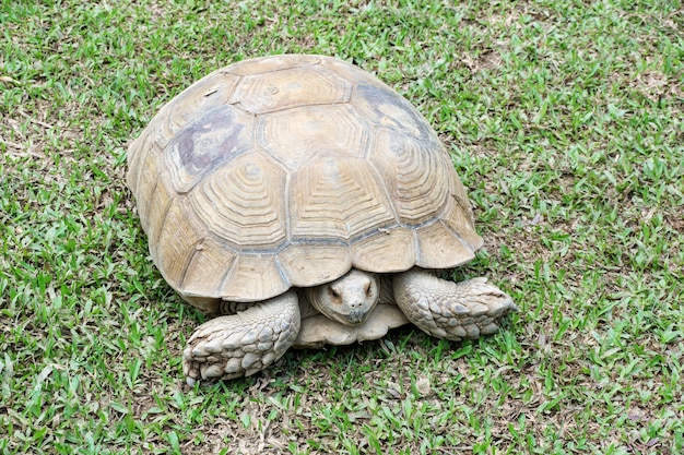 写真 カメは草の上に立つ。