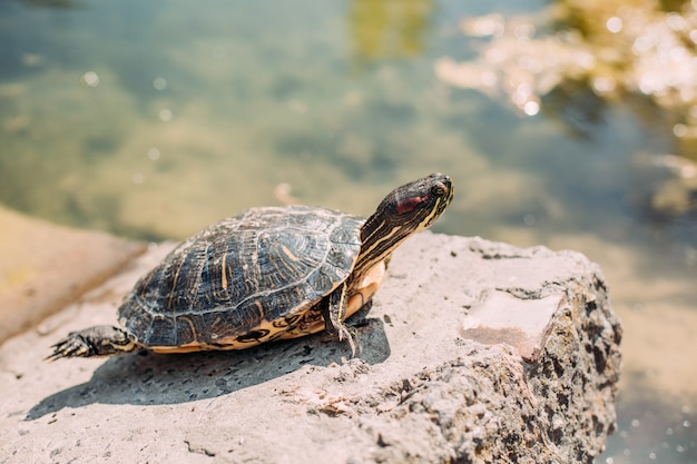 Rilassamento del sole del parco del lago di pietra della tartaruga caldo