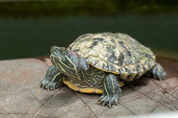 自然環境の動物相の石の上のカメ