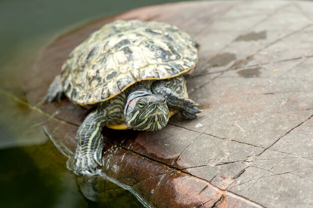 Turtle on a stone in natural environment fauna