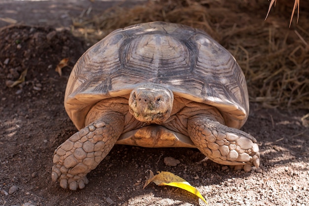 Photo turtle,sulcata tortoise, african spurred tortoise (geochelone sulcata)