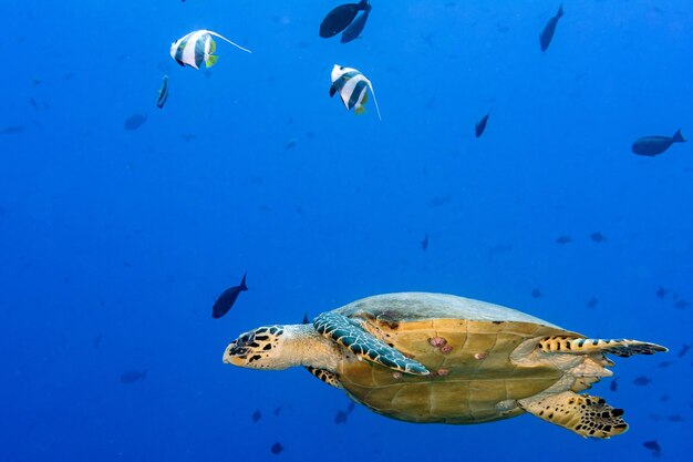 Turtle swimming on the blue ocean