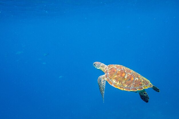 Photo turtle swimming in blue water