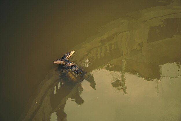 Photo turtle swimming in boat on water