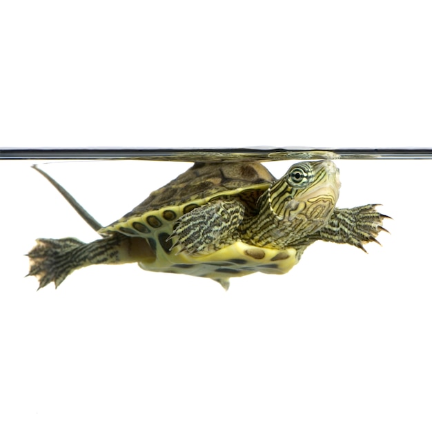 Turtle swimming in front of a white background