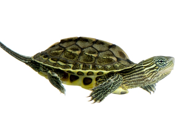 Turtle swimming in front of a white background