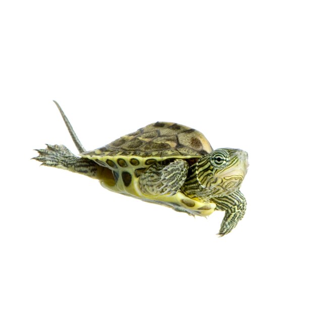 Turtle swimming in front of a white background