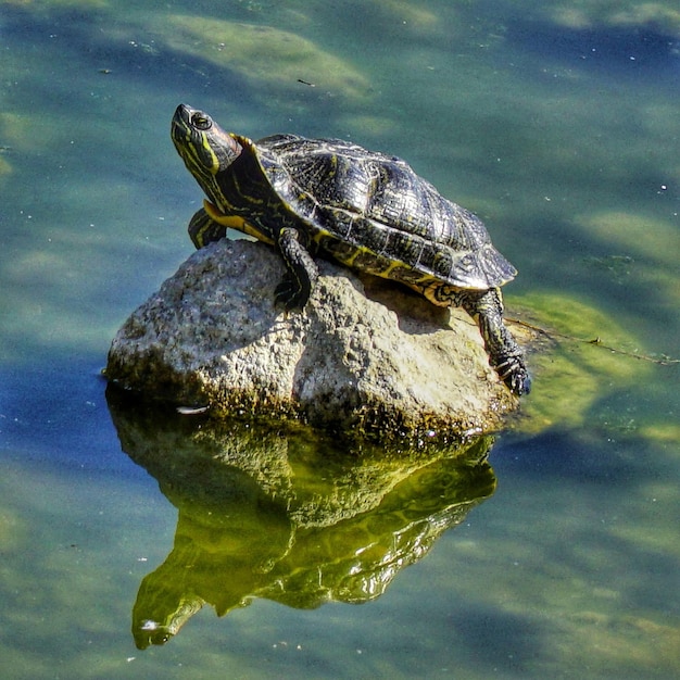 Photo turtle swimming in lake