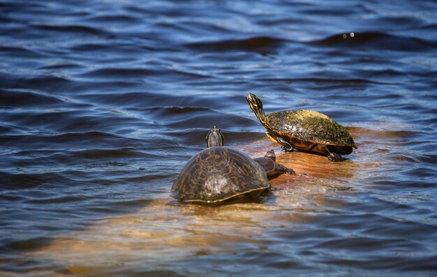 Foto tartaruga che nuota in un lago