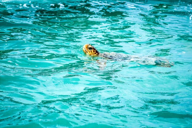 Turtle swimming in pool