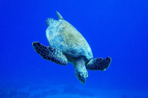 Foto tartaruga che nuota in mare