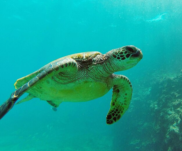 Turtle swimming in sea