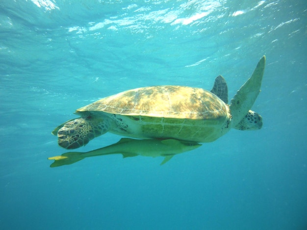 海で泳ぐカメ