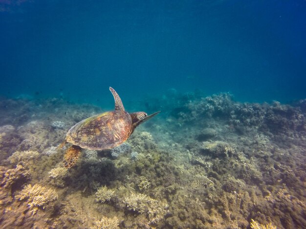 Turtle swimming in sea