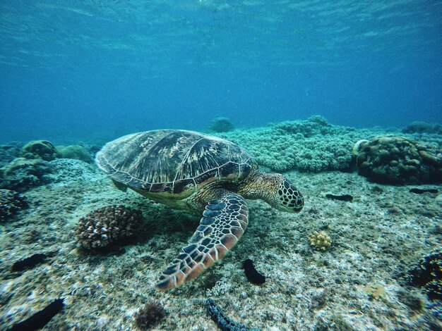 Photo turtle swimming in sea