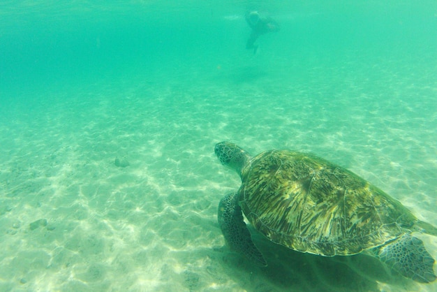海で泳ぐカメ