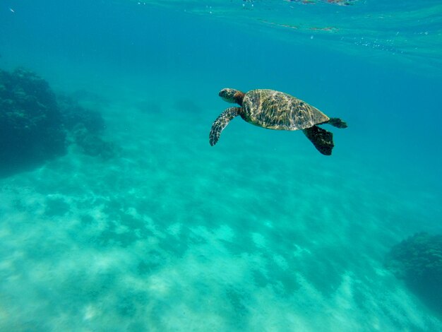 Turtle swimming in sea