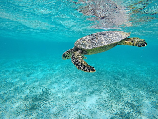 Photo turtle swimming in sea