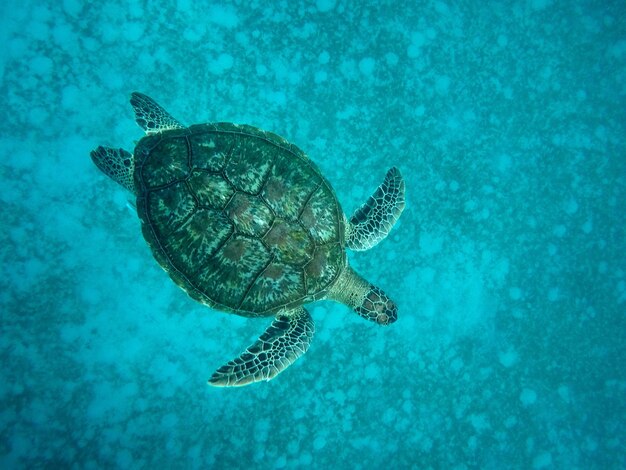 Photo turtle swimming in sea