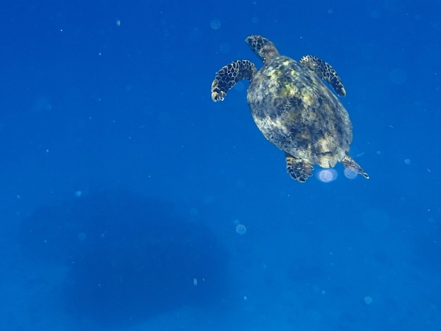 Foto tartaruga che nuota in mare