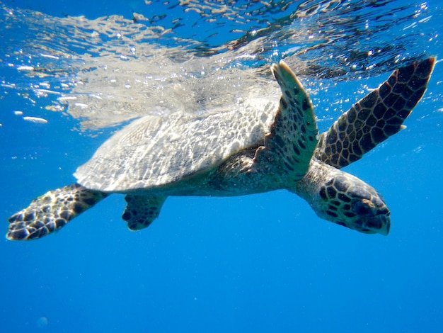 Foto tartaruga che nuota in mare