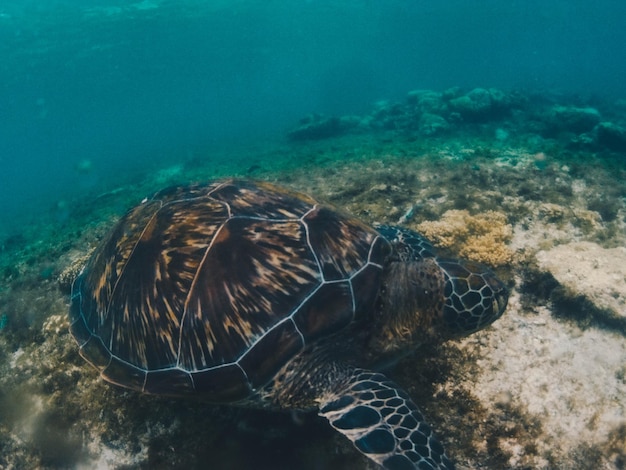 Photo turtle swimming in sea